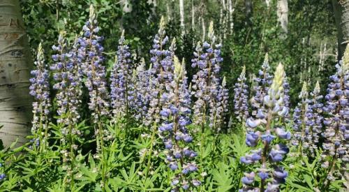 A field of tall purple flowers surrounded by green foliage and trees in a sunny forest setting.