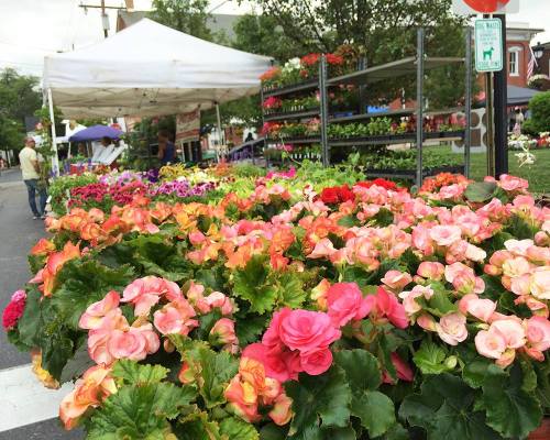 A vibrant flower market with colorful begonias in bloom, under a white tent on a sunny day.