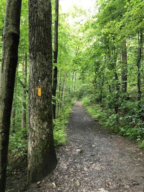 A narrow dirt path winds through a lush green forest, flanked by tall trees and vibrant foliage.