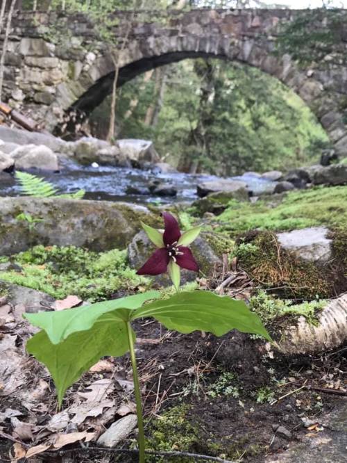 A purple flower in the foreground with a stone bridge and a stream in a lush, green forest background.