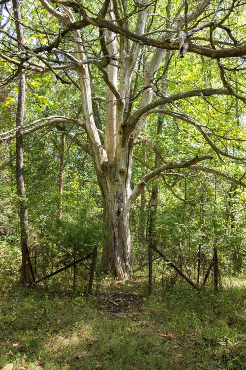 A large, weathered tree stands in a green forest, surrounded by a rustic wooden fence and lush undergrowth.