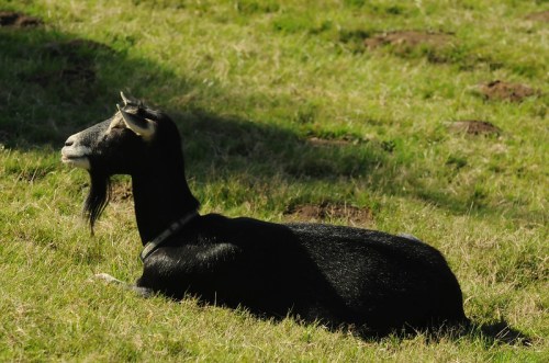 A black goat with a beard lies on green grass, basking in the sunlight.