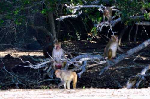 A group of monkeys sitting on branches of a tree near a riverbank, surrounded by greenery.