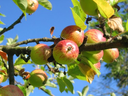 A close-up of a branch with red and green apples surrounded by green leaves against a clear blue sky.