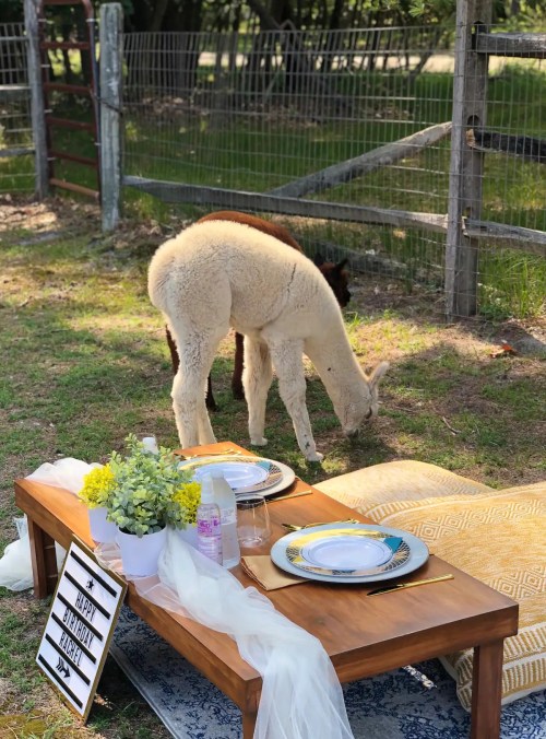 A picnic setup with a table and plates, while two alpacas graze nearby in a grassy area.