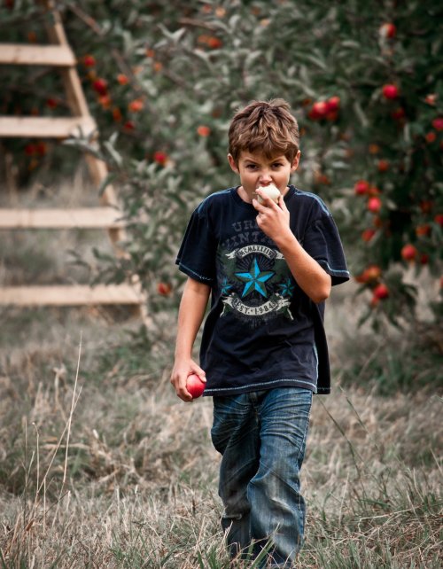 A young boy walks through an apple orchard, holding an apple and taking a bite, surrounded by apple trees.