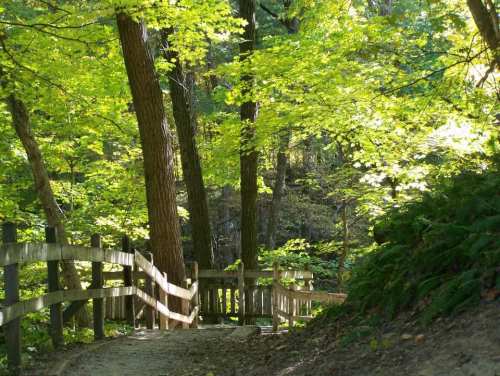 A serene forest path winding through lush green trees and a wooden fence, dappled sunlight filtering through the leaves.