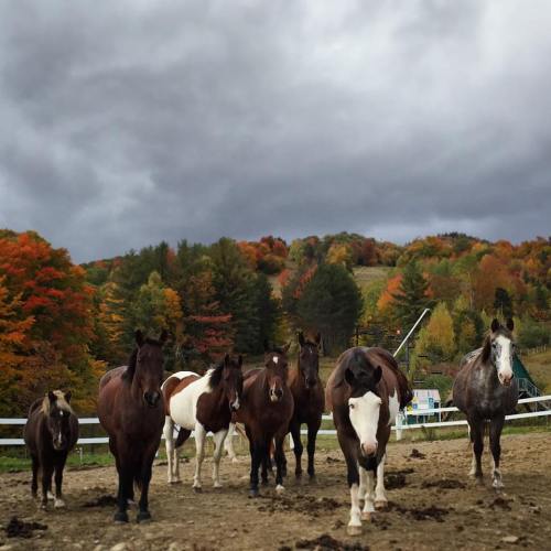 A group of horses stands in a field with colorful autumn trees in the background under a cloudy sky.
