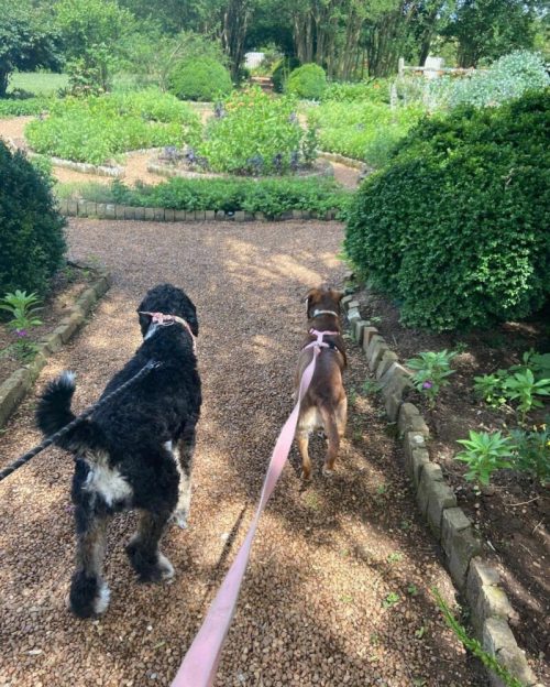 Two dogs walking on a gravel path in a lush garden, surrounded by greenery and flower beds.