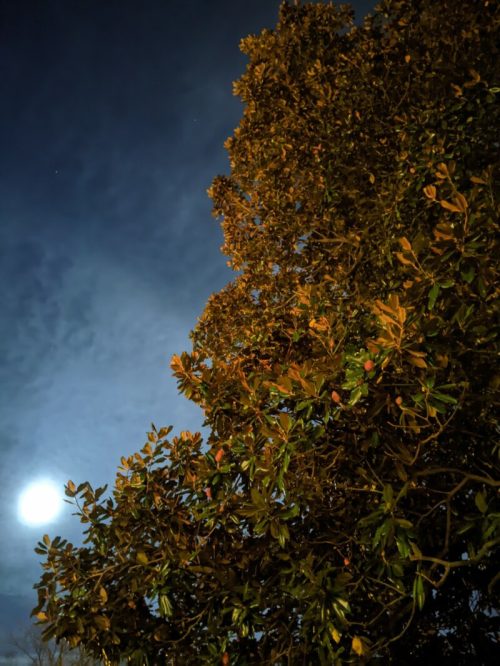 A tree with glossy leaves against a night sky, illuminated by a bright full moon and scattered clouds.