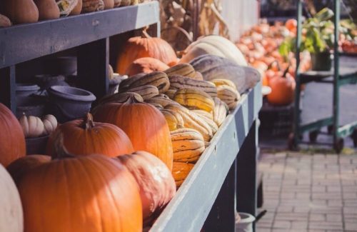 A display of various pumpkins and squash on a wooden shelf at a market, with more pumpkins in the background.