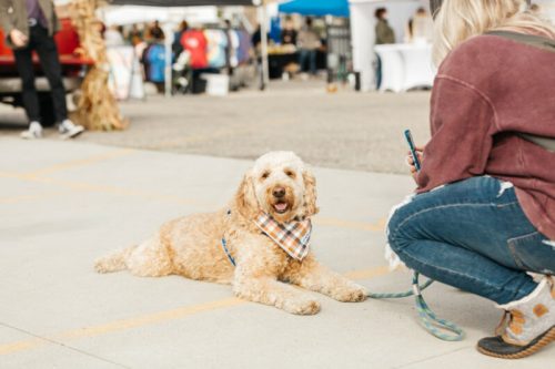A golden doodle wearing a plaid bandana lies on the ground while a person kneels nearby, taking a photo.