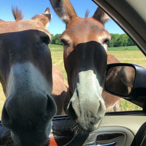 Two curious horses leaning into a car window, with green fields in the background.