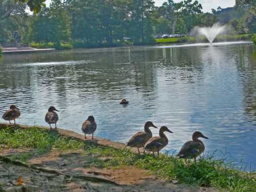 A line of ducks stands by a serene lake, with a fountain and lush greenery in the background.