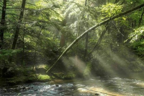 Sunlight filters through lush trees over a serene stream, creating a tranquil, misty forest scene.