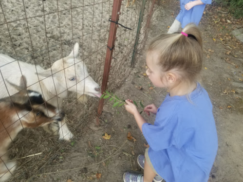 A young girl in a blue shirt feeds grass to a goat through a fence at a farm.