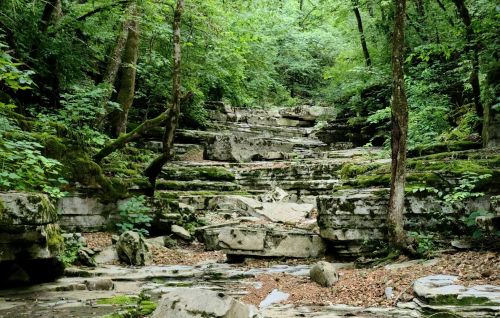 A serene forest scene featuring moss-covered rocks and a gentle slope surrounded by lush green trees.