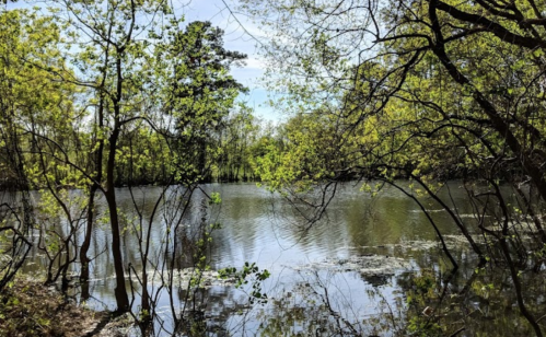 A serene pond surrounded by lush green trees and reflections on the water's surface under a clear blue sky.