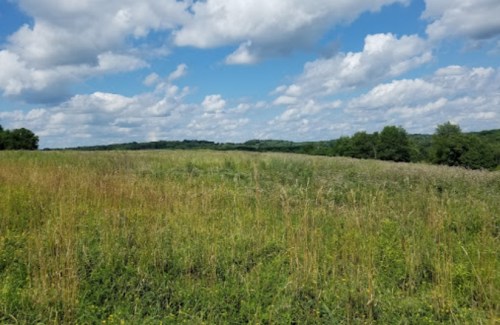 A scenic landscape featuring a grassy field under a blue sky with fluffy white clouds and distant green hills.