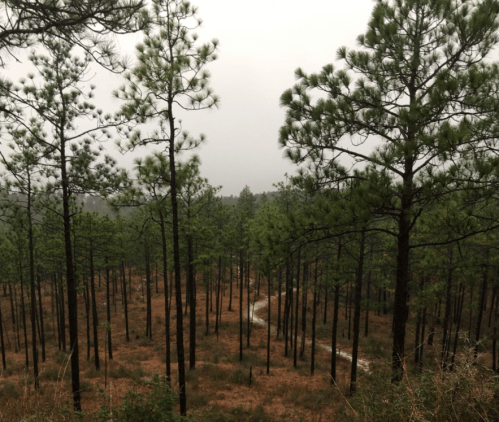 A misty forest scene with tall pine trees and a winding dirt path through the underbrush.