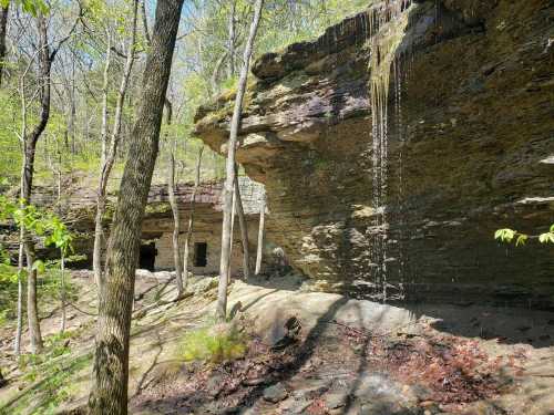 A rocky cliff with dripping water surrounded by trees in a lush forest setting.