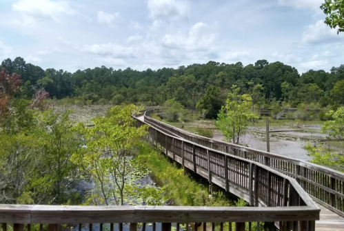 A wooden boardwalk winds through a lush wetland, surrounded by greenery and a blue sky with scattered clouds.