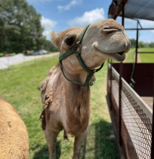 A close-up of a camel with a green halter, standing in a grassy area under a blue sky.