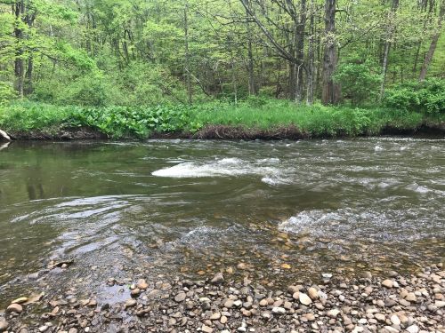 A serene river flows through a lush green forest, with smooth stones visible along the water's edge.