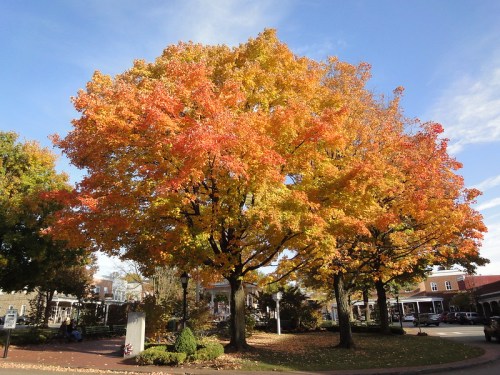 A vibrant tree with orange and yellow leaves stands against a clear blue sky in a park setting.