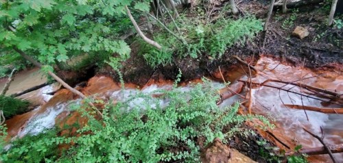 A small stream flows through a lush green forest, with reddish-brown water and scattered branches along the banks.