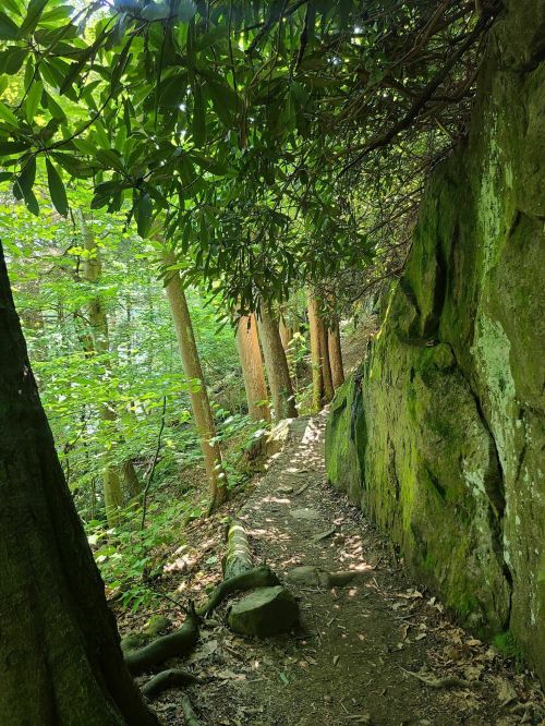 A narrow, winding trail surrounded by lush green trees and rocky outcrops in a serene forest setting.