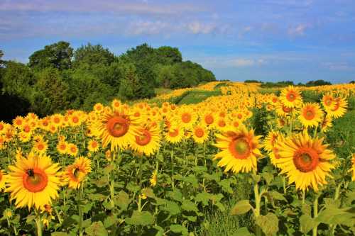 A vibrant field of sunflowers stretches under a blue sky, surrounded by lush greenery.