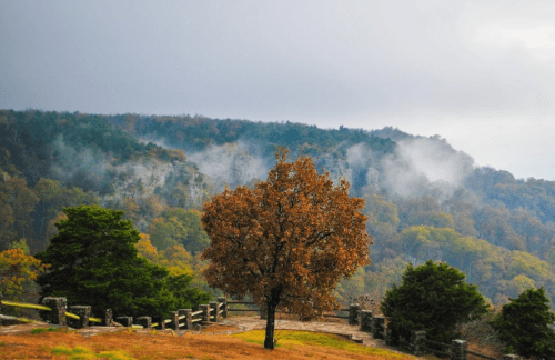 A solitary tree stands in a grassy area, surrounded by misty mountains and colorful autumn foliage.