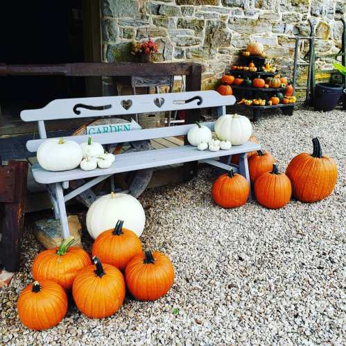 A rustic bench in a garden surrounded by various pumpkins, including white and orange, on a gravel path.