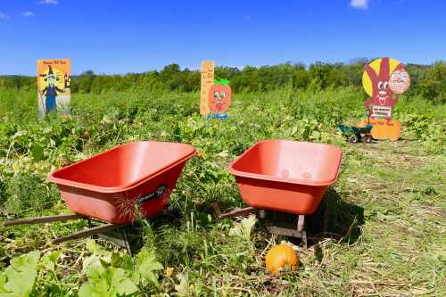 Two red wheelbarrows sit in a green field with colorful signs and a pumpkin in the foreground under a clear blue sky.