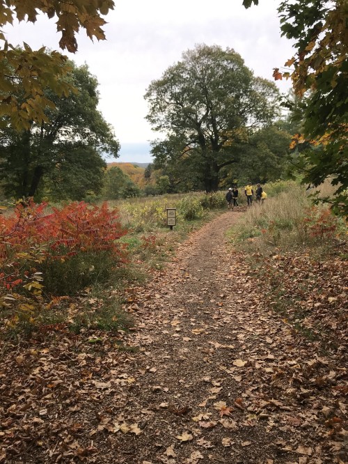 A winding path through a colorful autumn landscape, with trees and people in the distance.