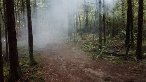 A misty forest path surrounded by tall trees and lush greenery, with smoke gently rising in the air.