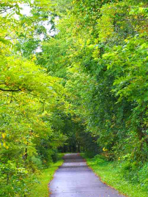 A serene, tree-lined path surrounded by lush greenery, inviting exploration and tranquility.