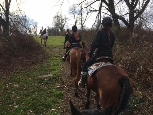 A group of riders on horseback trails through a wooded area, heading towards an open field.