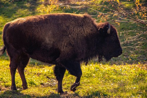 A bison walking through a grassy area, with sunlight highlighting its thick, brown fur.