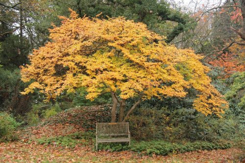 A wooden bench sits beneath a vibrant yellow-leaved tree in a serene garden setting during autumn.