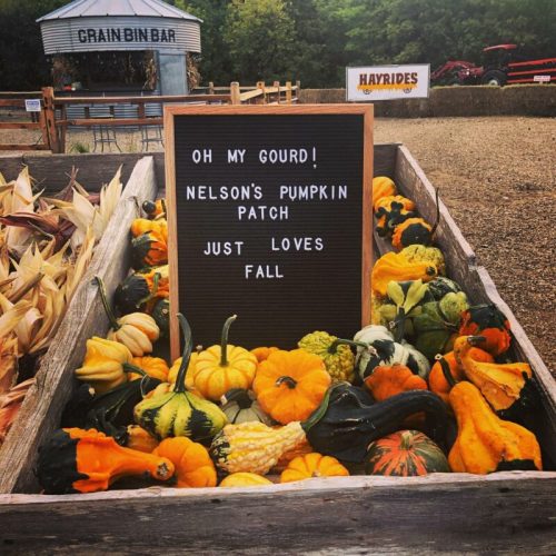 A wooden sign in a pumpkin patch reads, "Oh My Gourd! Nelson's Pumpkin Patch Just Loves Fall," surrounded by colorful gourds.
