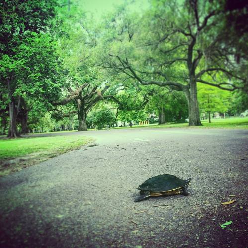A turtle crossing a path in a lush green park surrounded by trees.