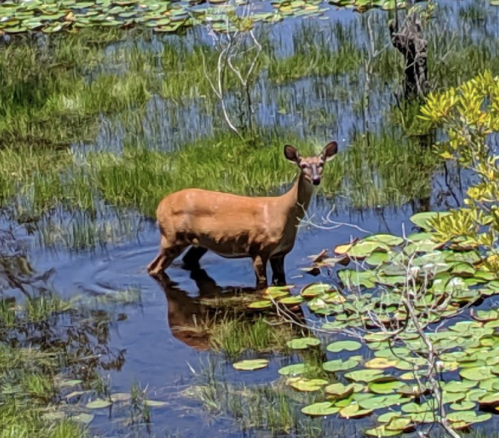 A deer stands in shallow water surrounded by lily pads and lush greenery.