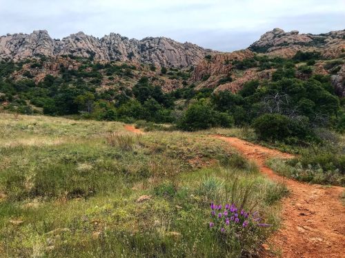 A winding dirt path through a grassy landscape, with rocky hills and purple wildflowers in the foreground.