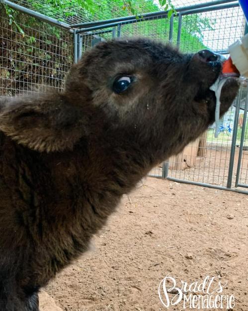 A close-up of a young calf drinking from a bottle in a farm setting.