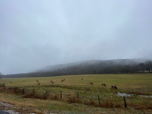 A misty landscape with a grassy field and several deer grazing, set against a foggy hillside.