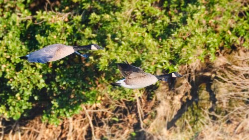 Two geese flying over lush greenery, captured from an aerial perspective.