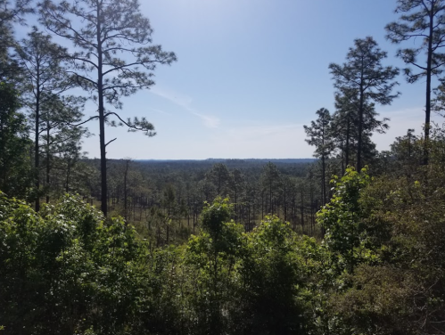 A scenic view of a forest with tall pine trees and a clear blue sky, stretching into the distance.