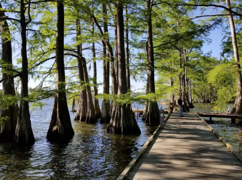 A wooden boardwalk winds through a serene lake surrounded by tall cypress trees under a clear blue sky.